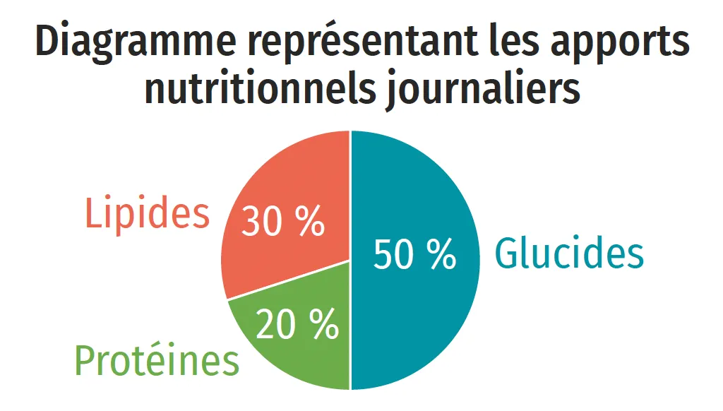 Diagramme représentant les apports nutritionnels journaliers