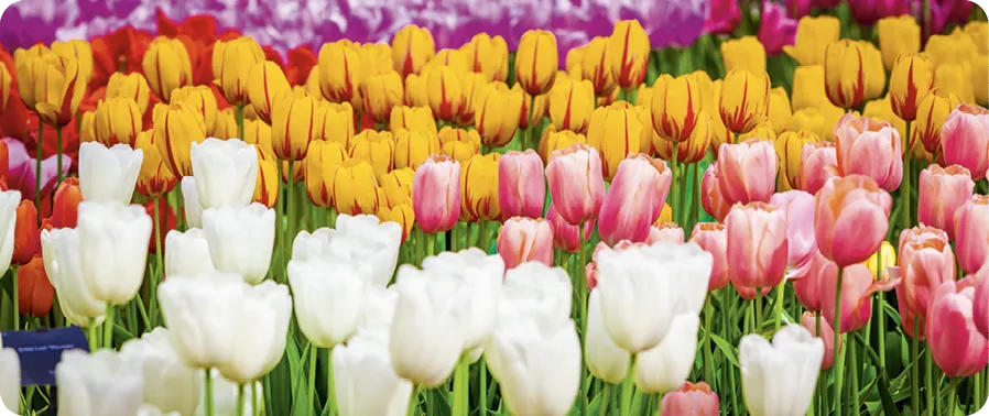 Arrière-Plan Tulipes Florales. Champ de tulipe