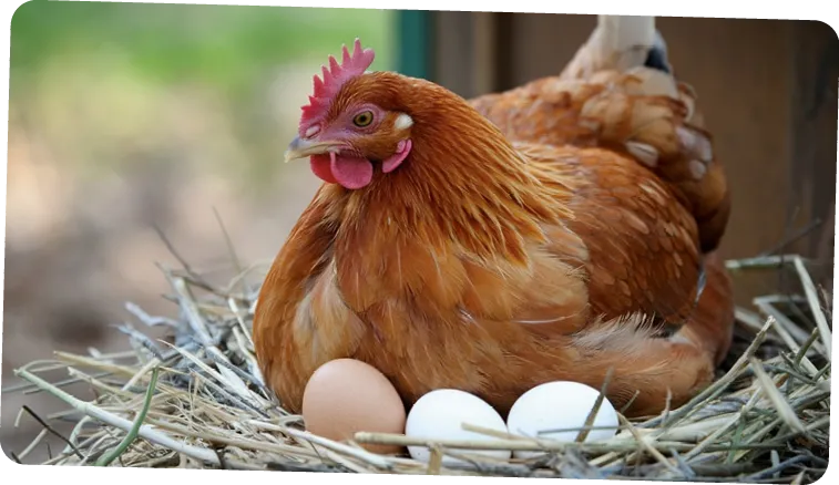 Un gros plan d'une poule rouge du Rhode Island nichée dans un nid de paille