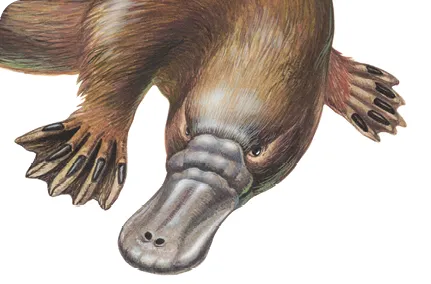 Illustration scientifique sur fond blanc de Platypus