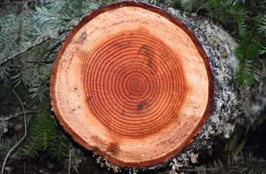 Coupe d'arbre