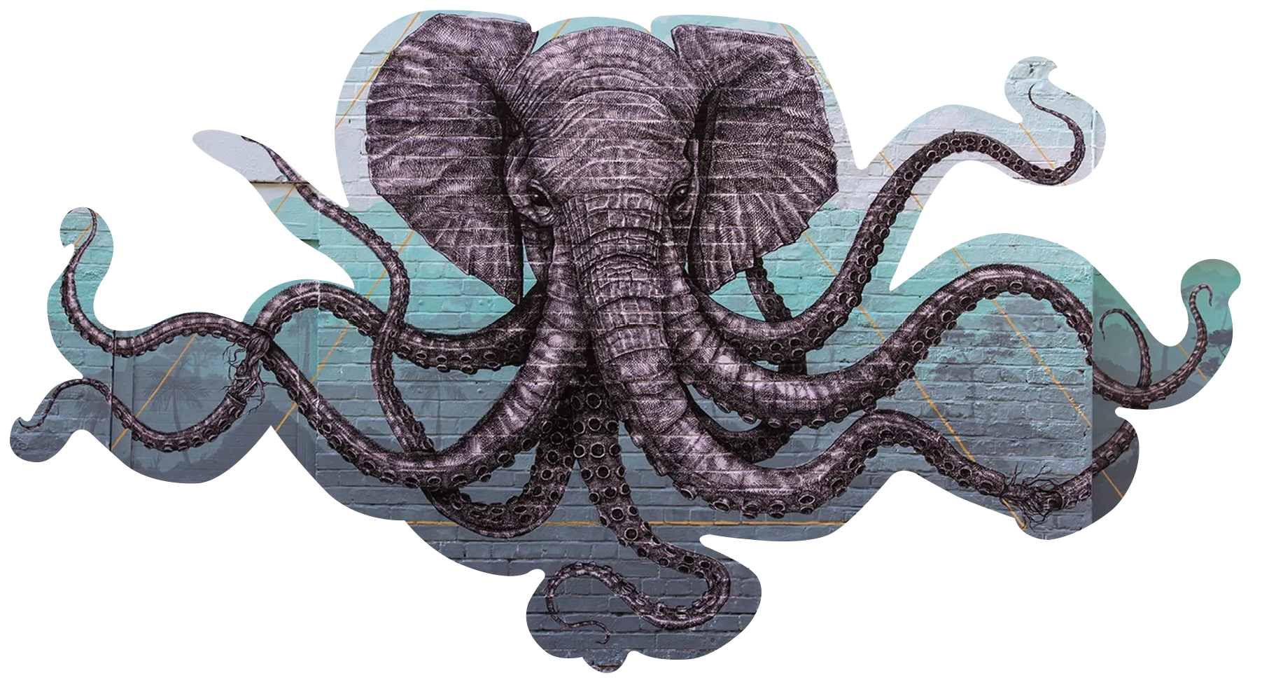 Elephant octopus