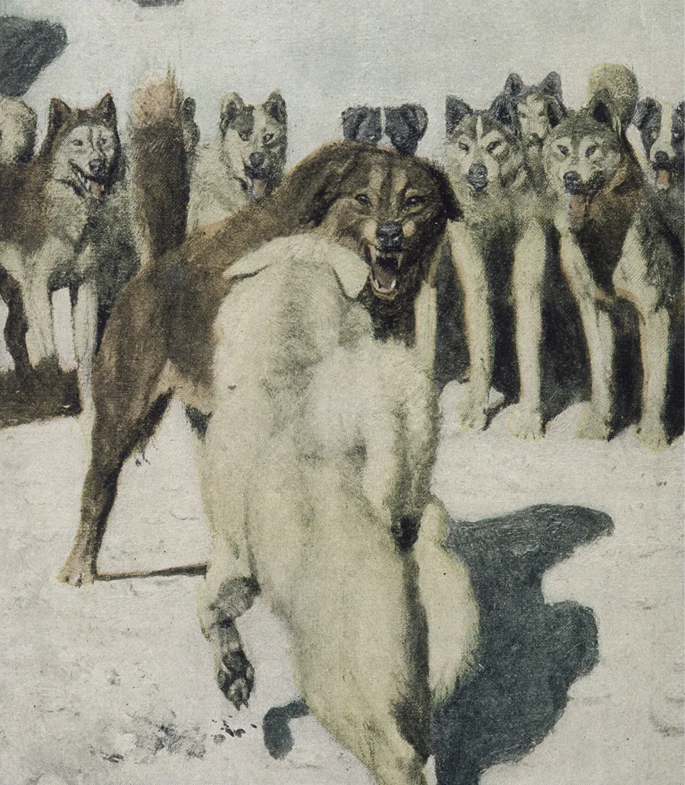 Illustration de chiens de traîneau se battant