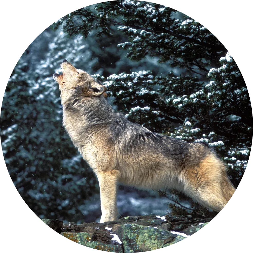 photographie d'un loup d'Alaska