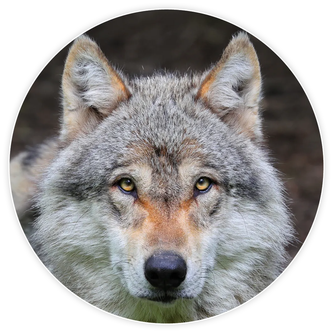 Image de la bande dessinée L'ŒIL du loup