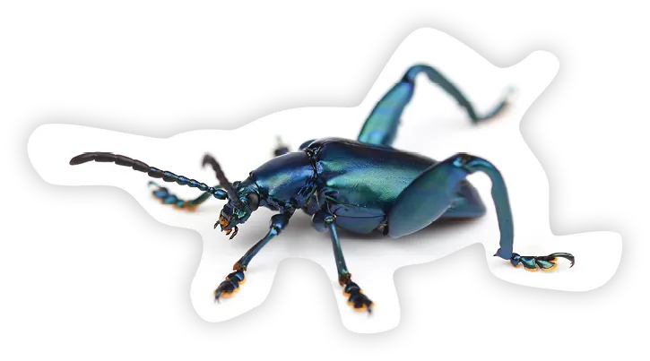 Photographie
d'un scarabée à la
carapace bleue.