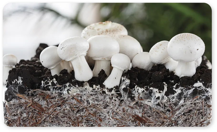 Mushroom mycelium.