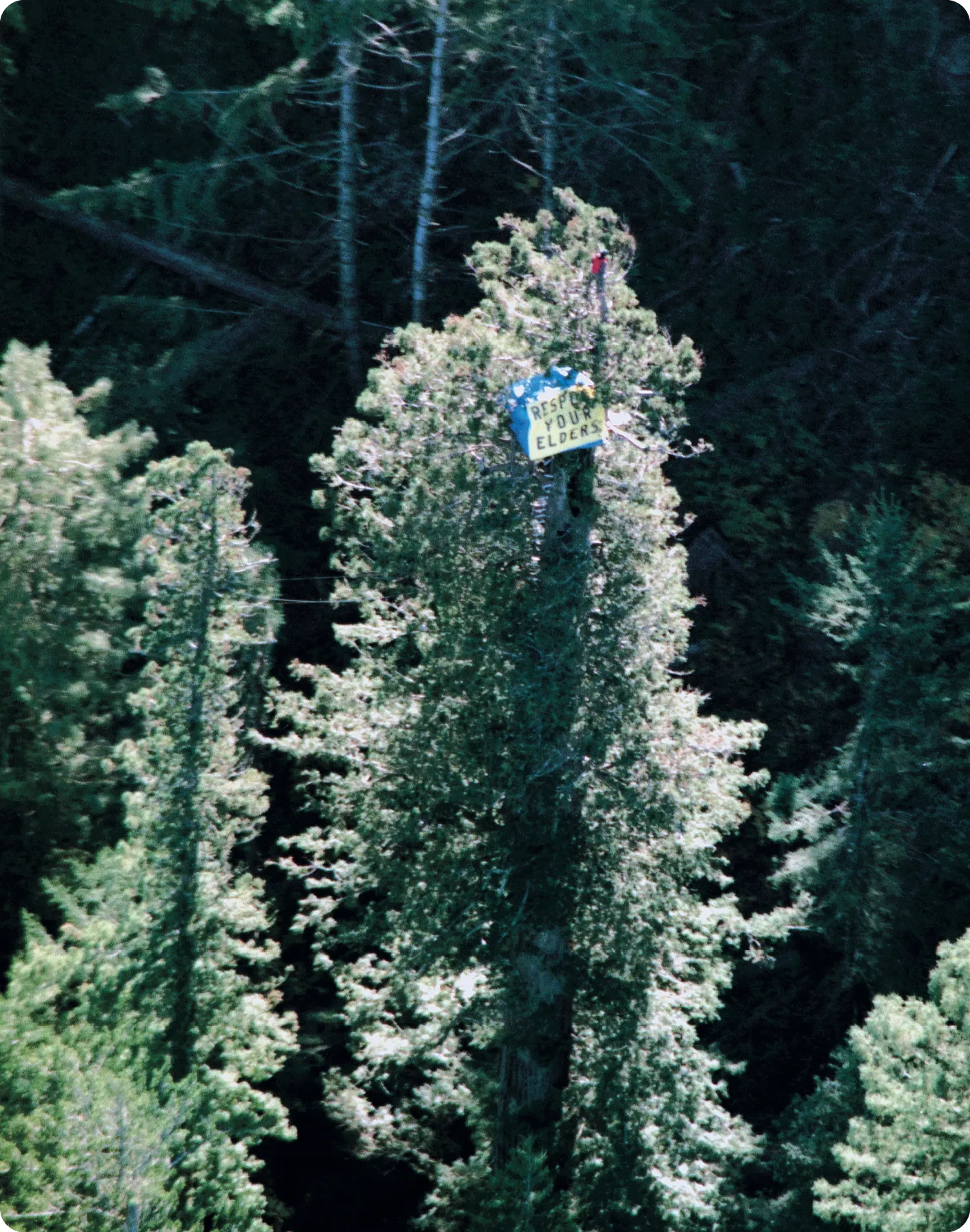 Julia Butterfly Hill protesting on a 1,000-year-old California redwood tree, 1997.