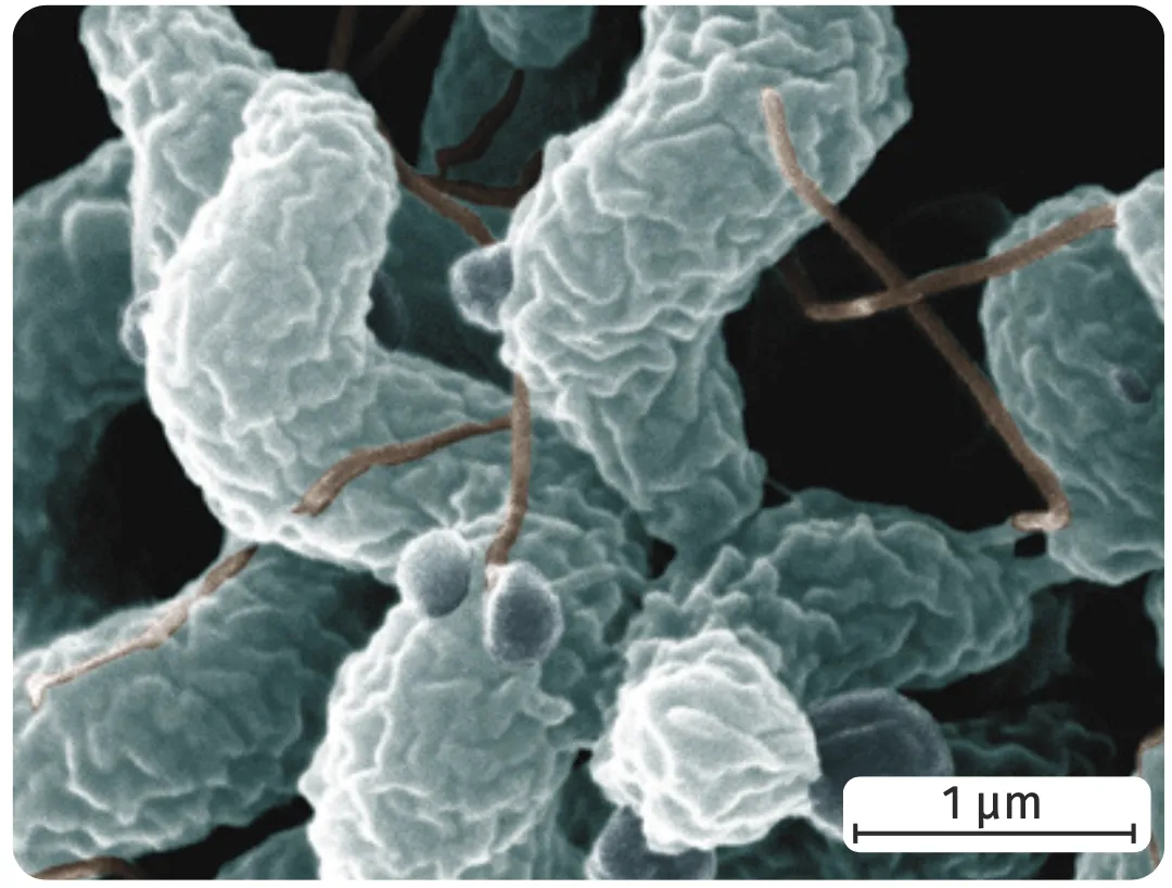 Observation d'un groupe de Campylobacter au microscope électronique à balayage