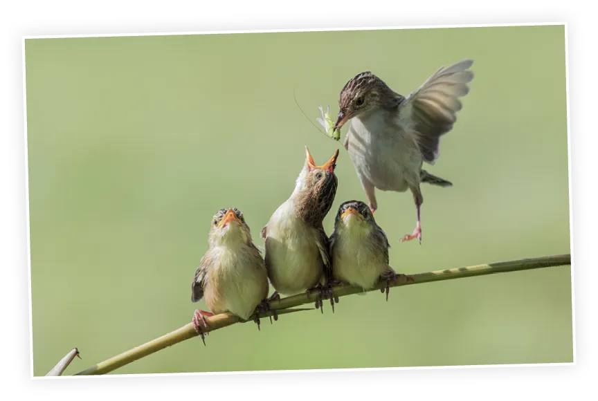 oiseau nourriture