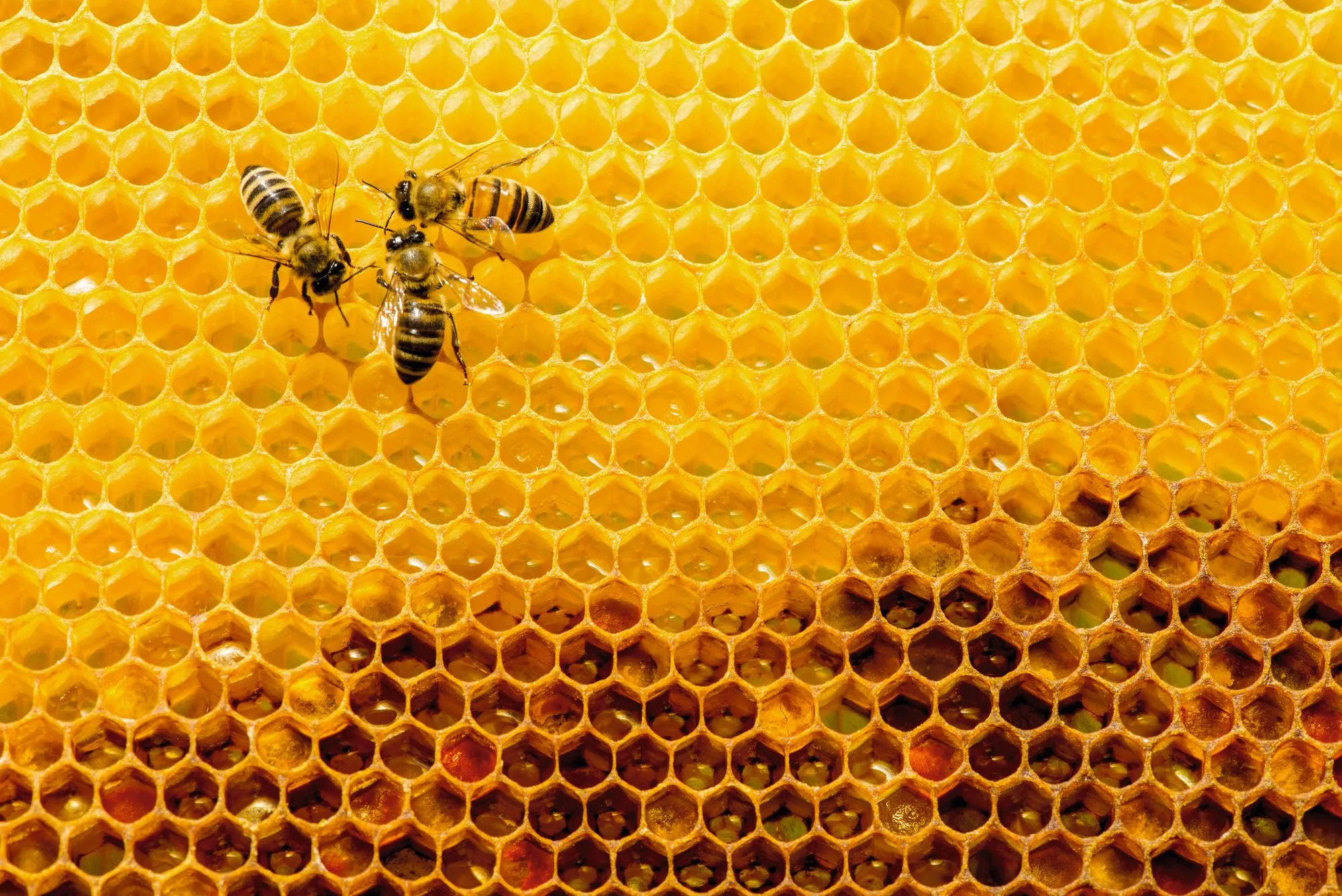 Probabilités conditionnelles - Synthèse - abeilles