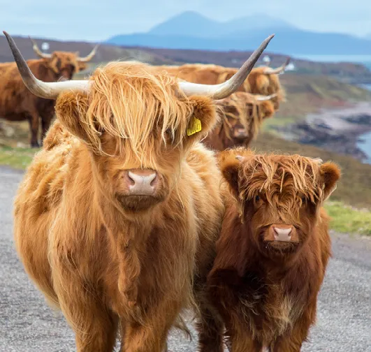 angwb6cb4grammairecows