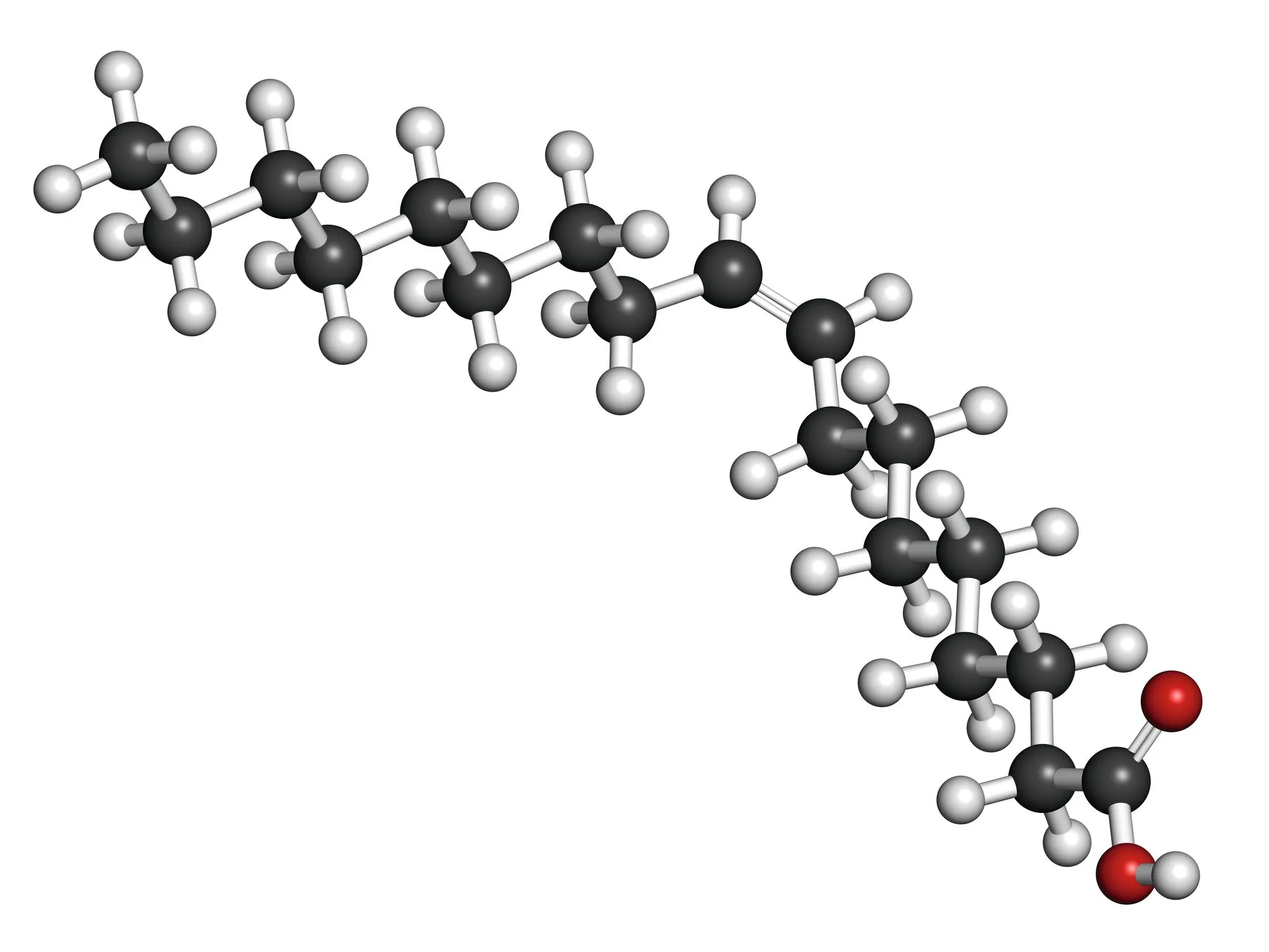 L'acide oléique (modèle moléculaire)