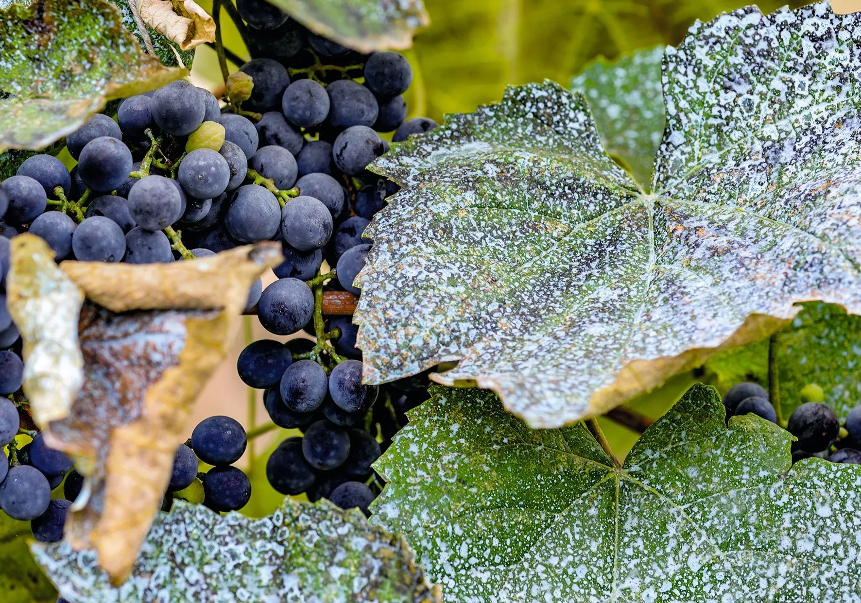 Bouillie bordelaise sur des feuilles de vigne