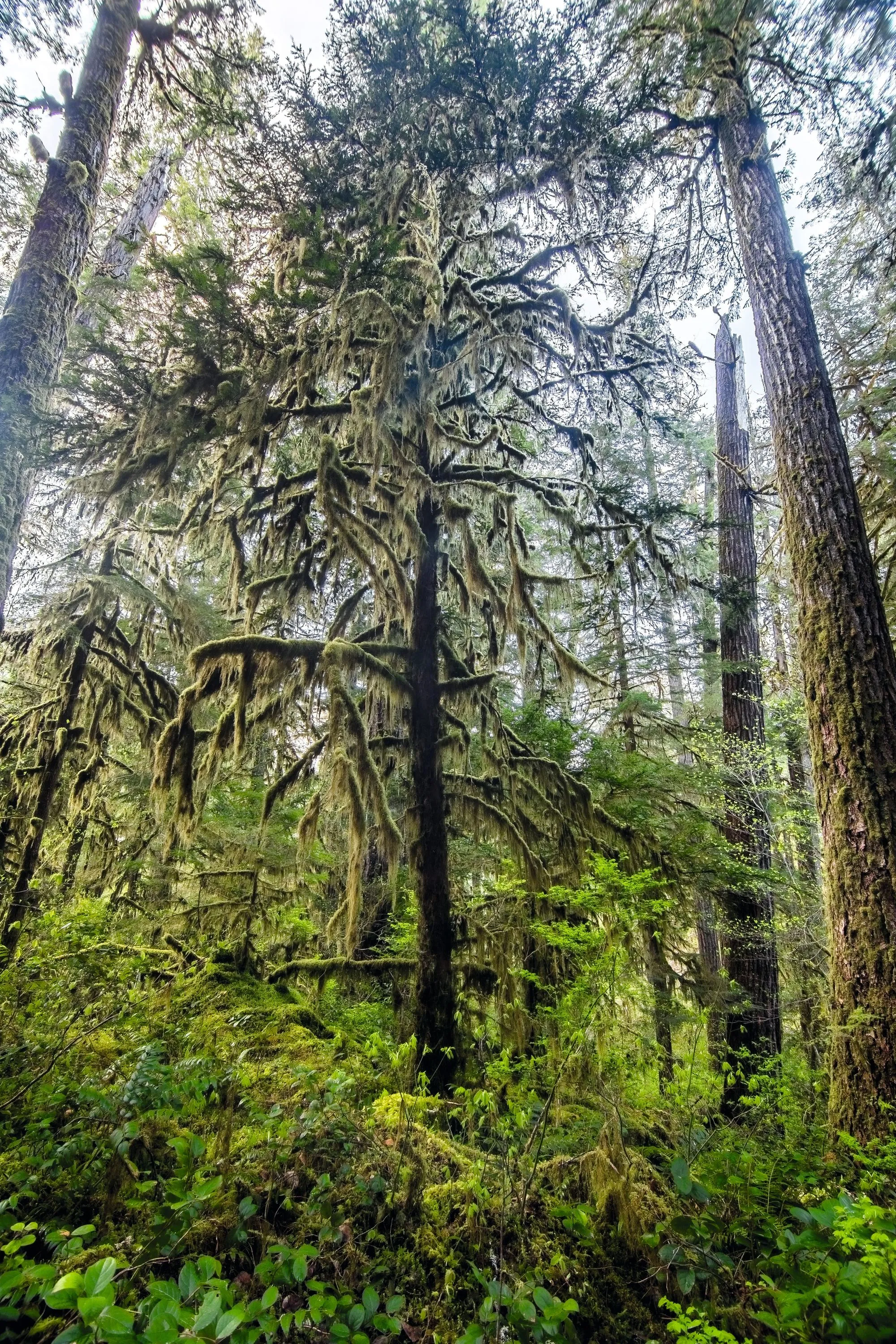 Forêt d'ifs du Pacifique (Oregon, États-Unis)