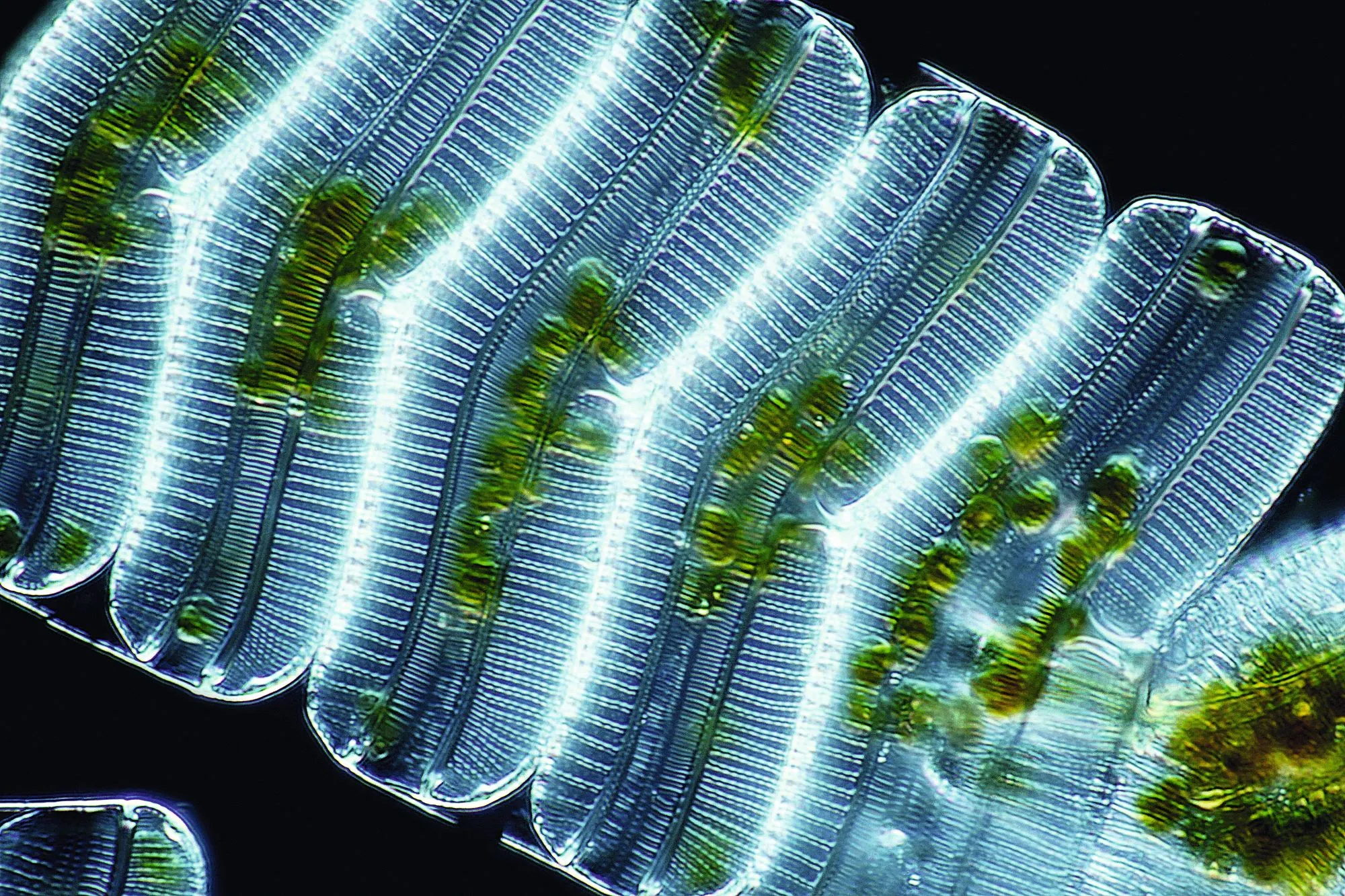 Image d'un phytoplancton
