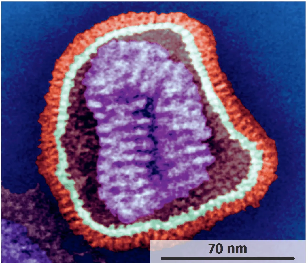 Virus de la grippe vu au MET (fausses couleurs)