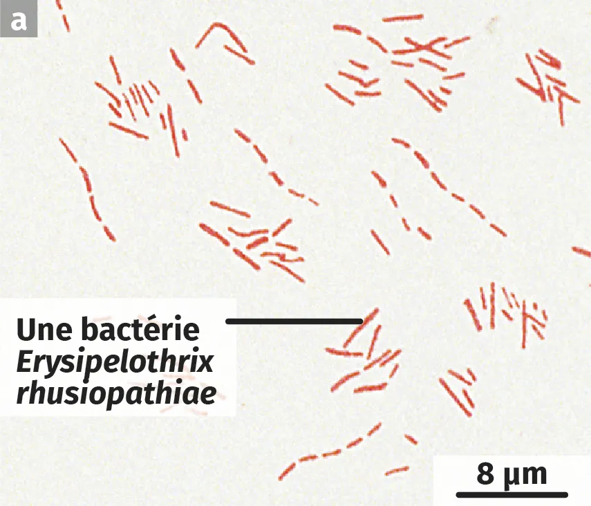 La bactérie Erysipelothrix rhusiopathiae, dessin d'observation microscopique