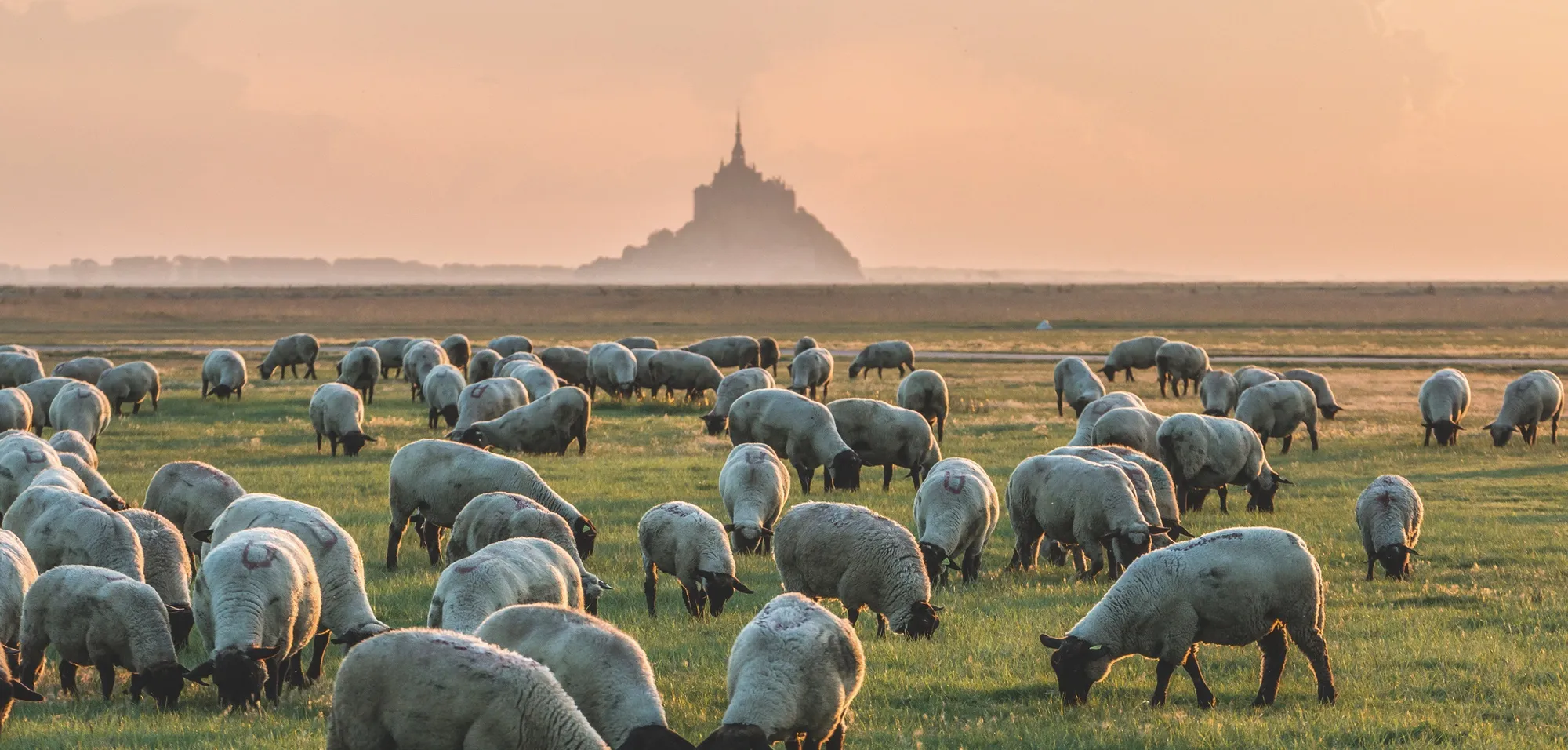 Troupeau de moutons au Mont Saint-Michel
