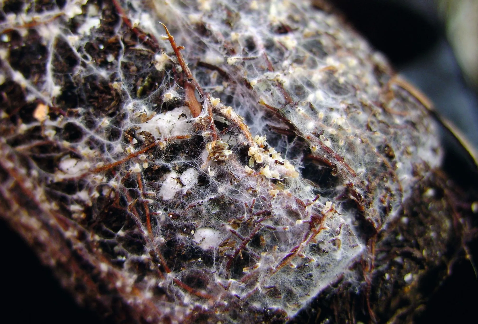 Filaments (en blanc) d'un champignon en association avec des racines.