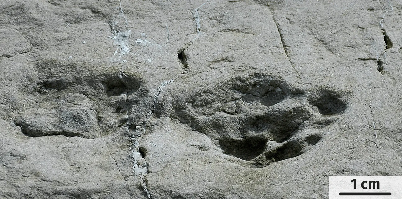 Photographie de la dalle de grès à empreinte de dinosaure.