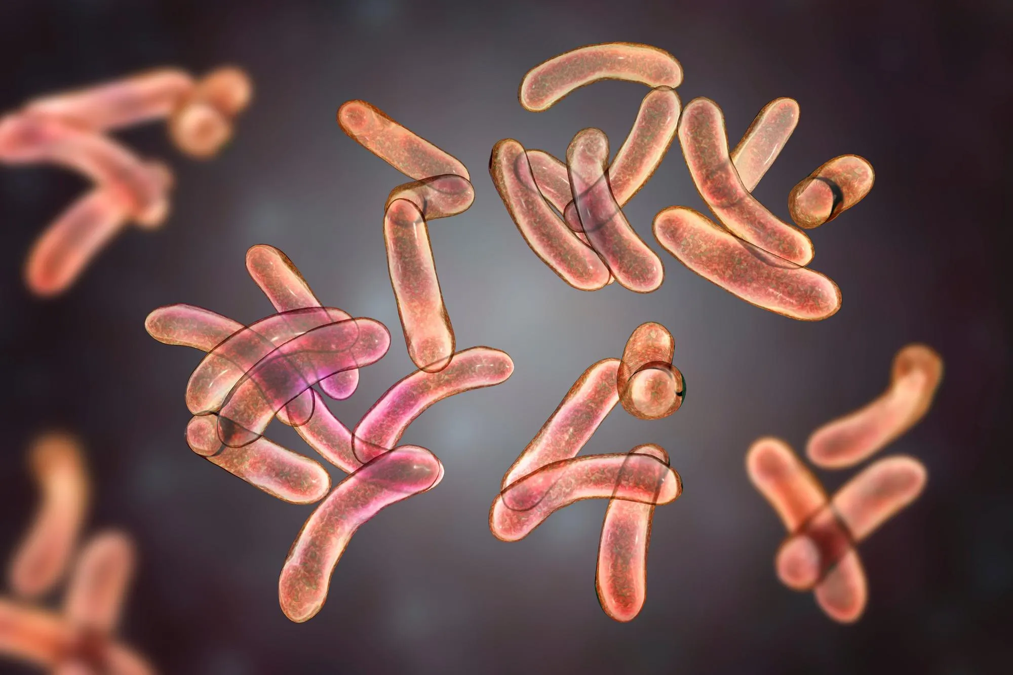 Photographie de bactéries responsables du choléra
