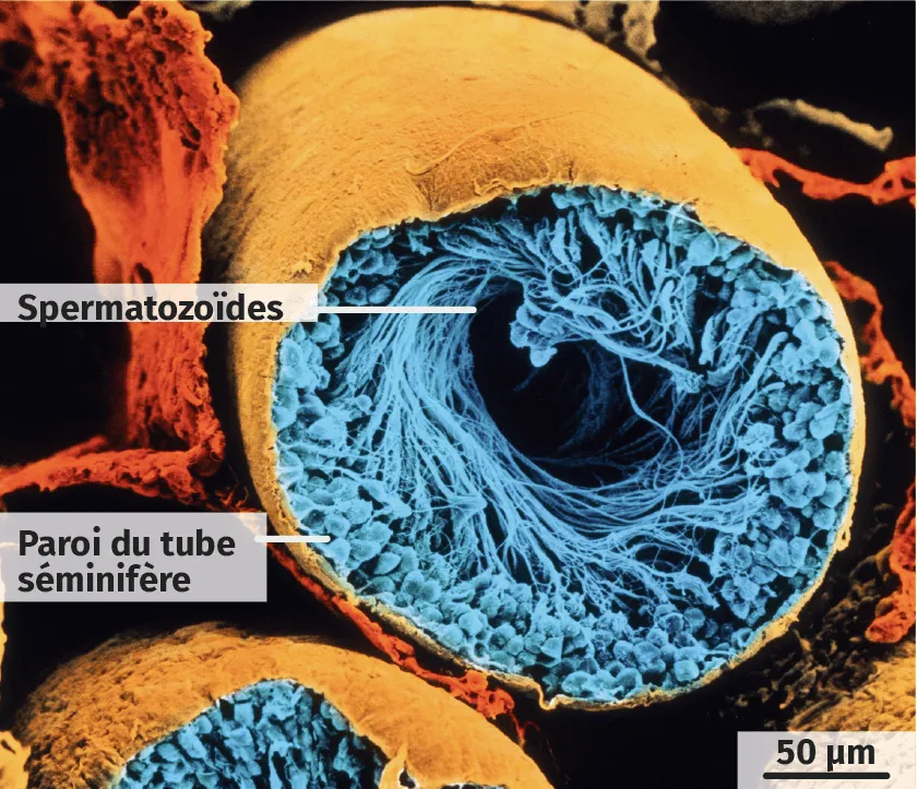 Coupe transversale d'un tube séminifère dans 2 un testicule (MEB, image colorisée).