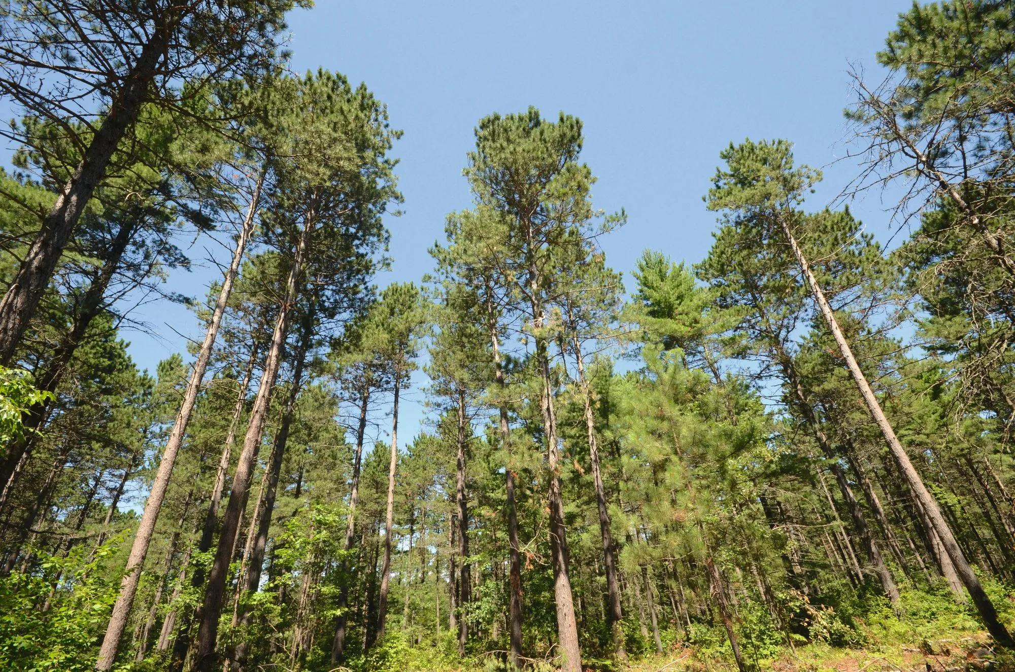 Forêt de pins en Virginie.
