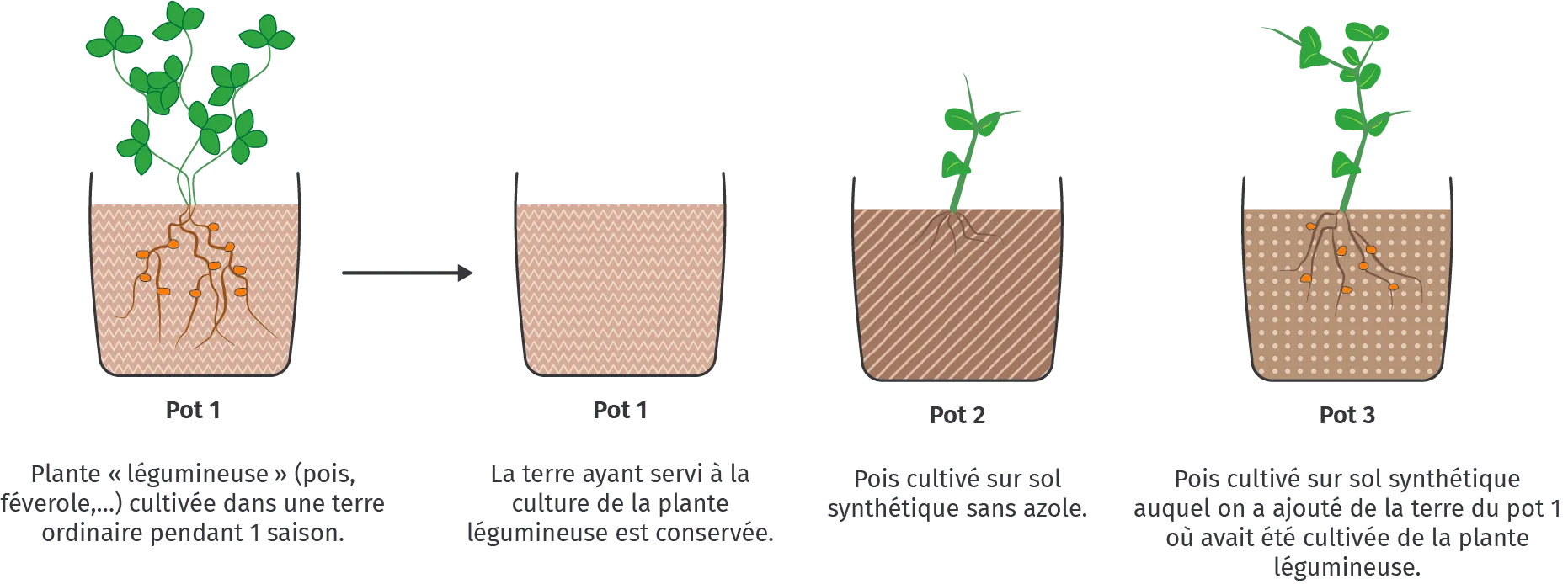 Le semis de légumineuses et l'apport en azote