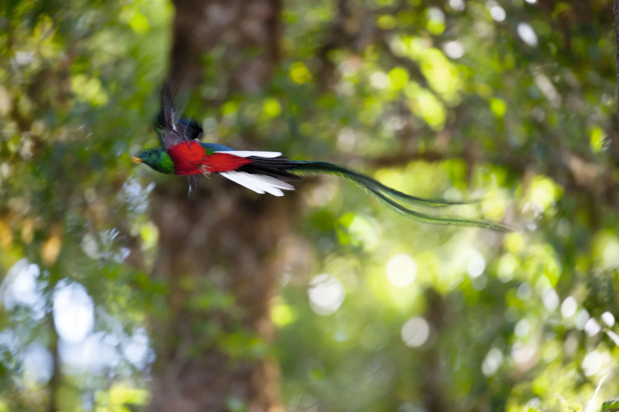 La queue du quetzal mâle (Trogonidés).