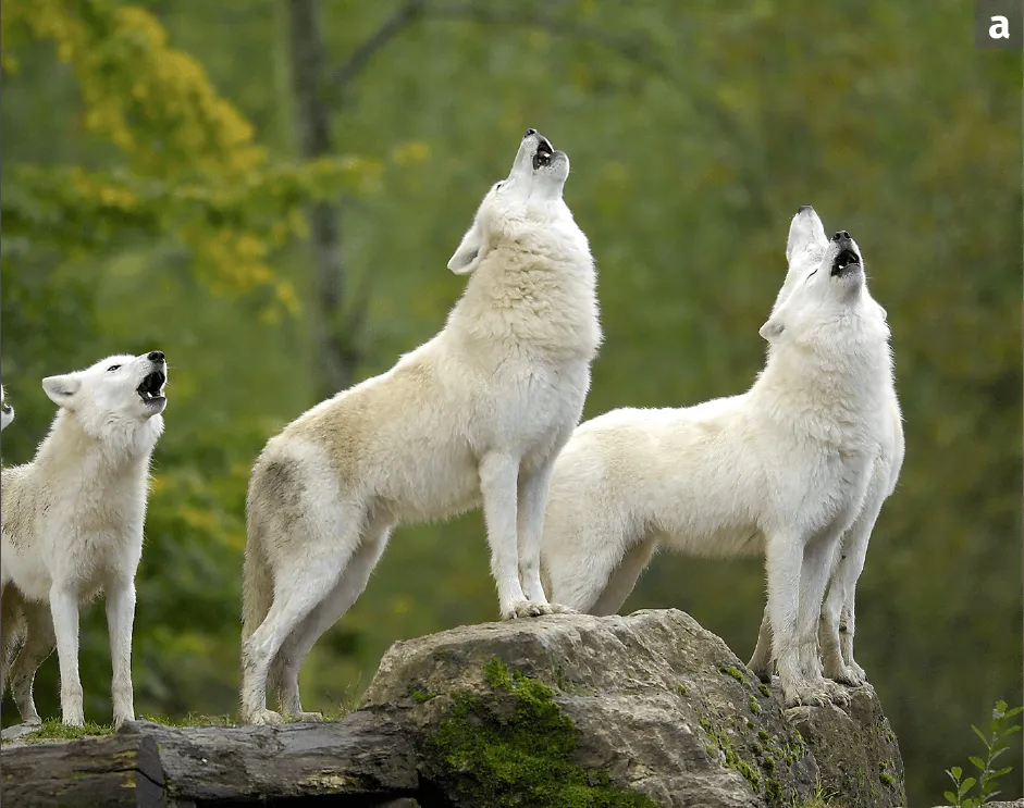 Une meute de loups de Sibérie hurlant ensemble.