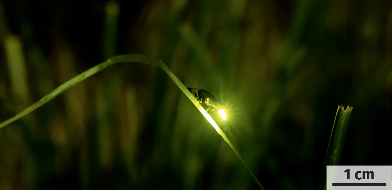 Bioluminescence chez les lucioles (Coléoptères).