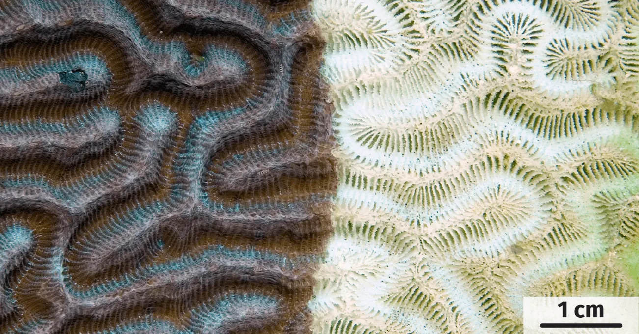 Un aperçu d'un corail avant et après blanchiment