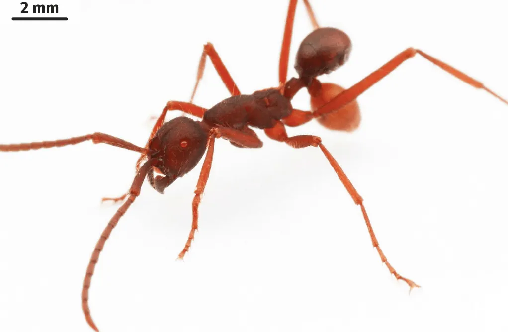 Transport du coléoptère Nymphister kronaueri par une fourmi légionnaire