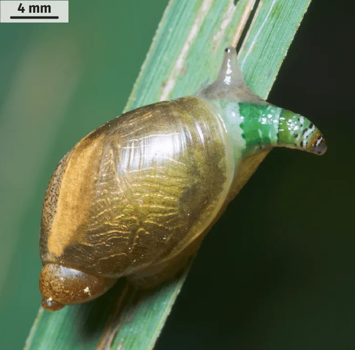 Escargot parasité par L. paradoxum