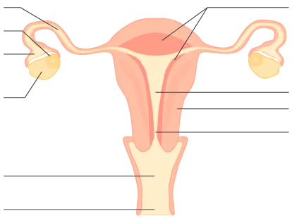 Schéma en coupe longitudinale de l'appareil reproducteur féminin (vue de face)