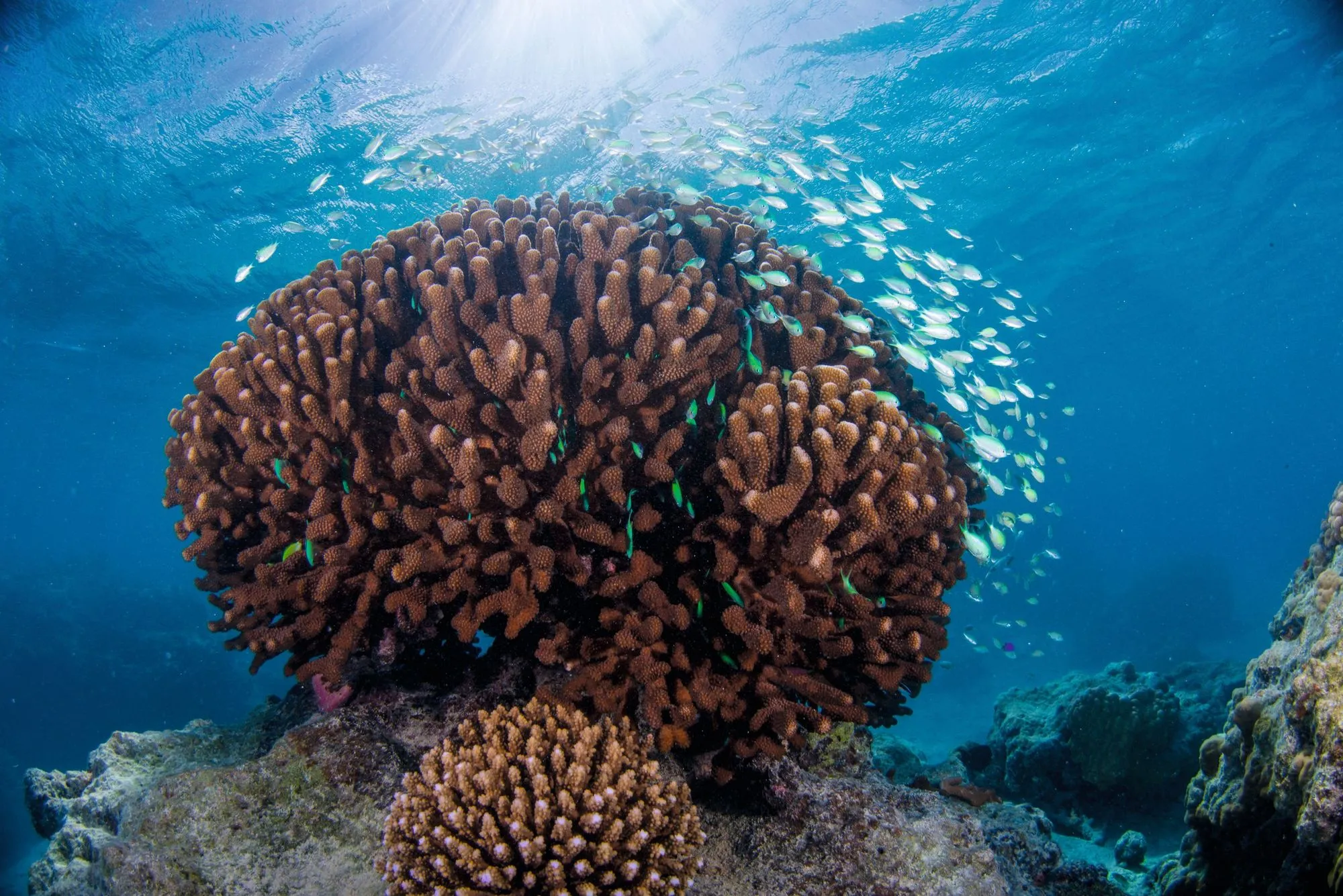 Récifs coralliens des îles d'Upolu