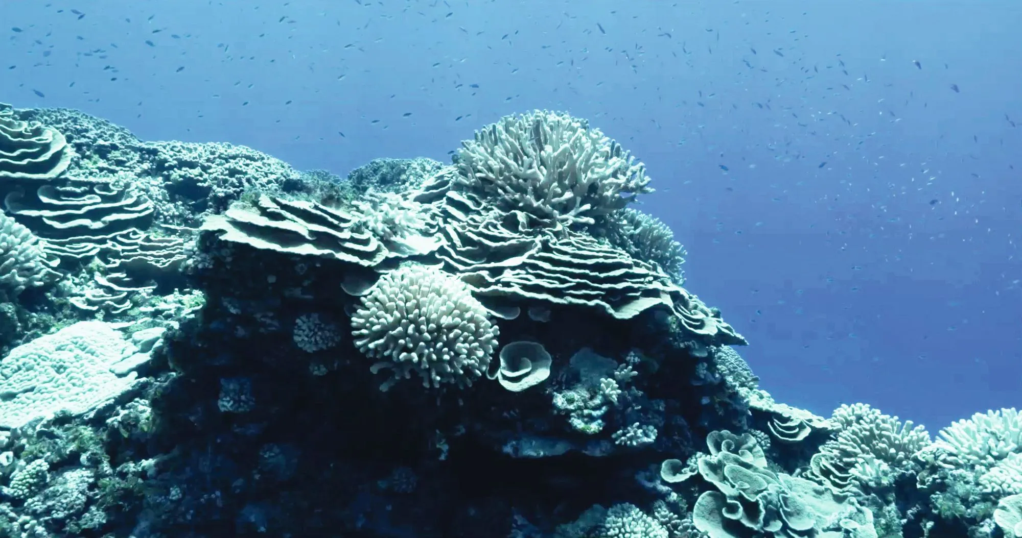 Récifs coralliens des îles Cook