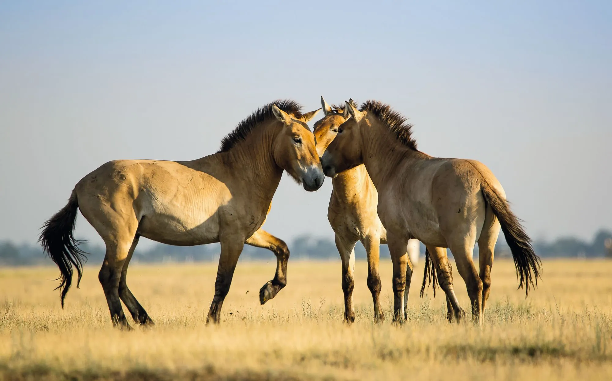 Des chevaux de Przewalski dans leur habitat naturel