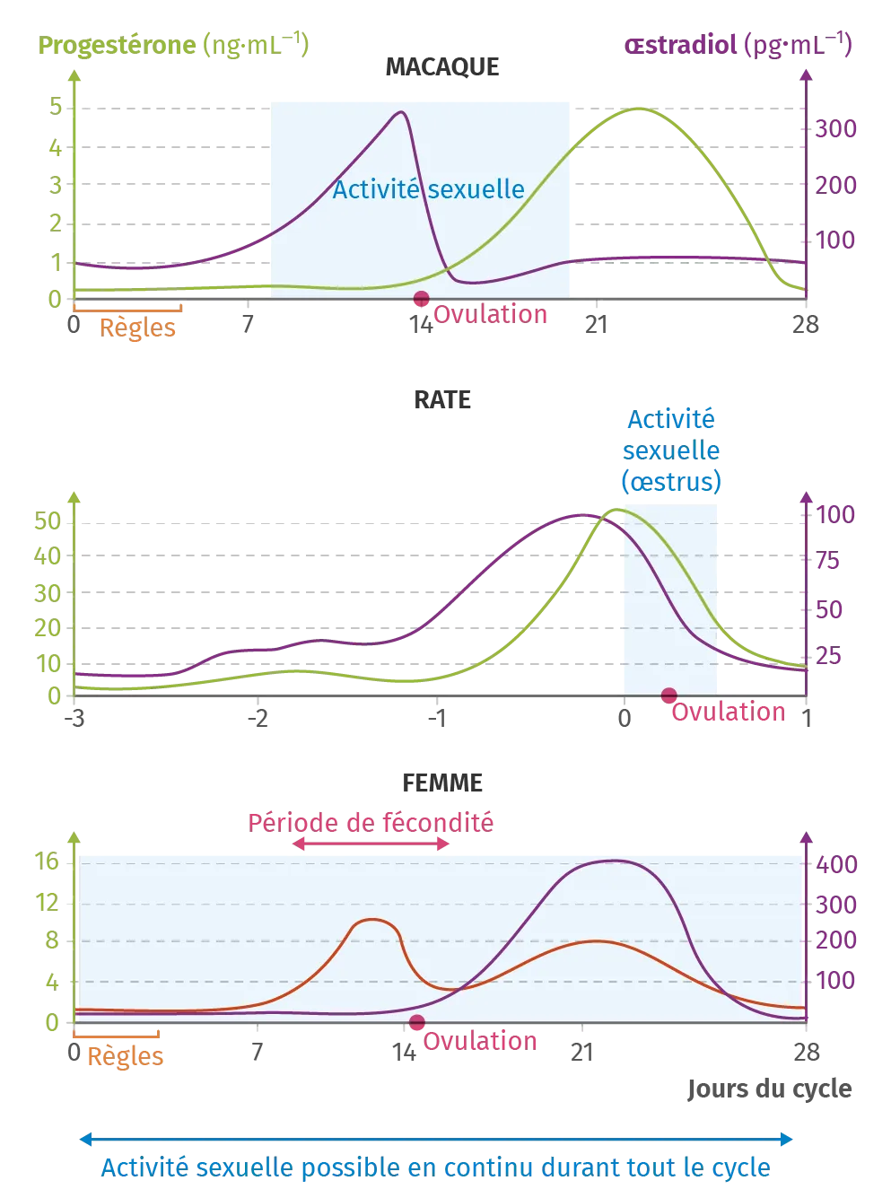 Période d'activité sexuelle en fonction du cycle hormonal chez le macaque, la rate et la femme.