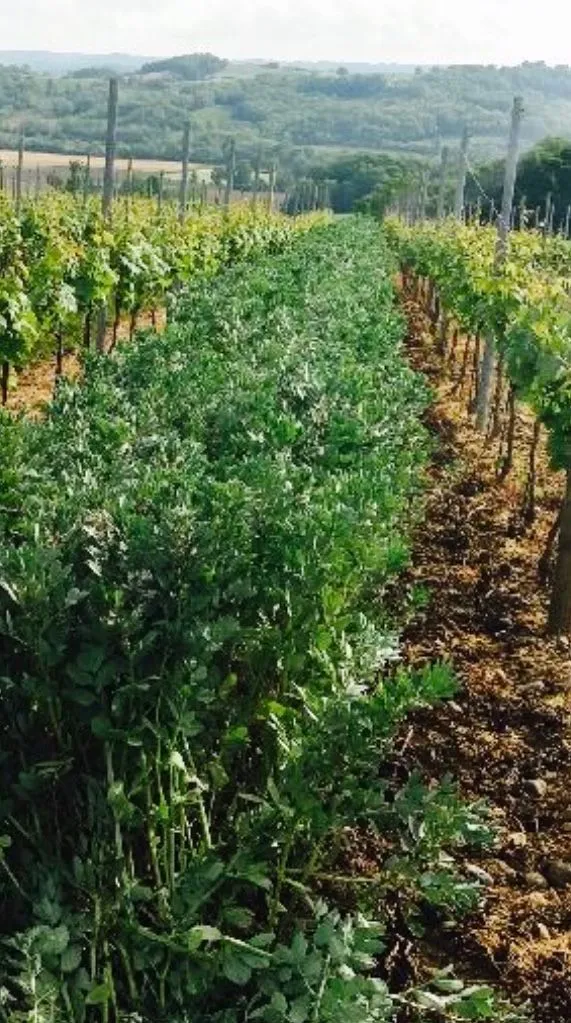 Rangs de vignes intercalés de féveroles au Domaine d'Idernes