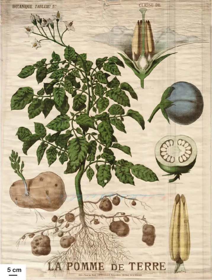 Planche botanique de la pomme de terre, éditée au XIXe siècle par Émile Deyrolle, naturaliste français