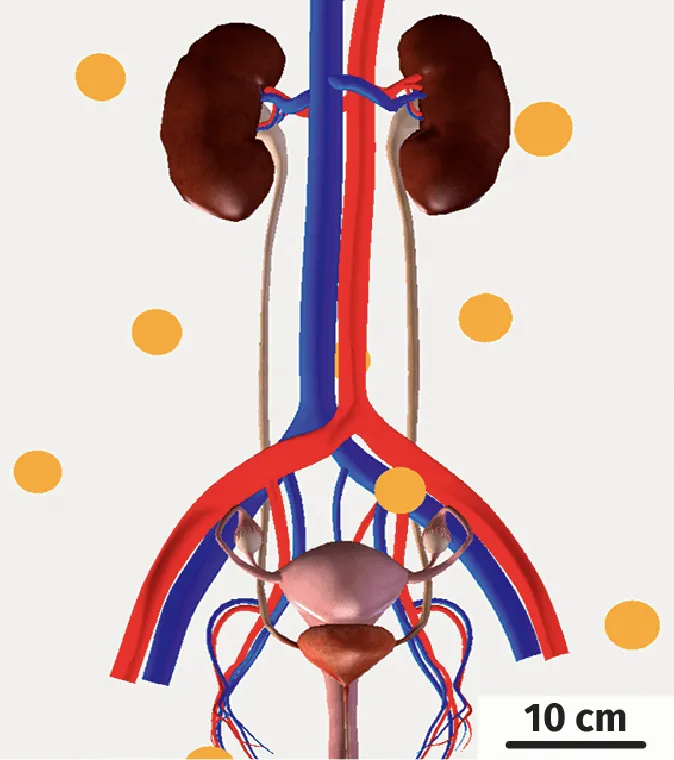 Modélisation des organes des systèmes urinaire et reproducteur féminins, après dissection.