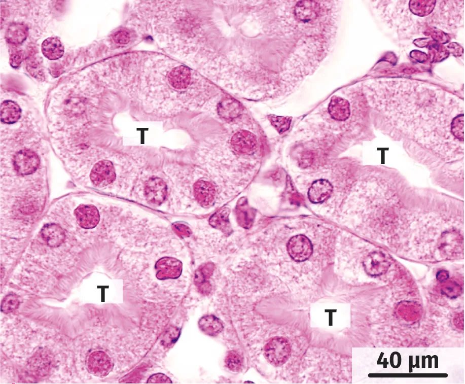 Coupe transversale de rein observée au microscope optique