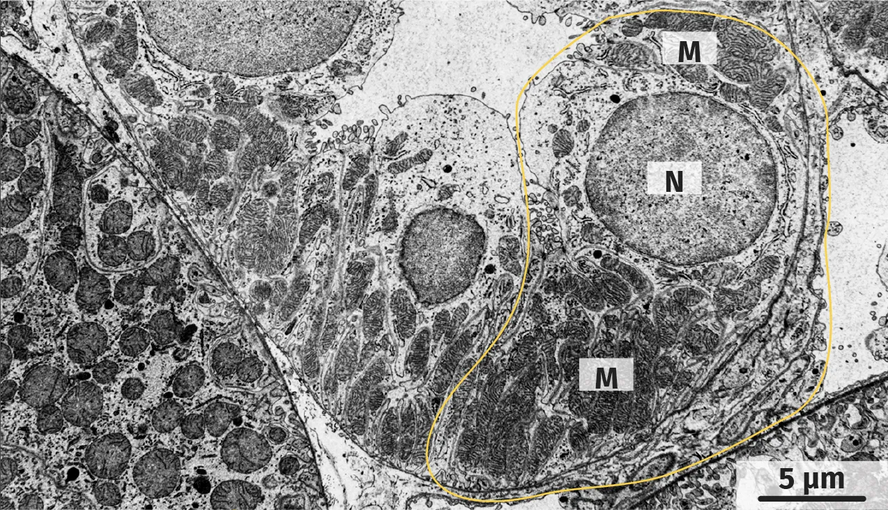 Tubule rénal observé au microscope électronique à transmission 