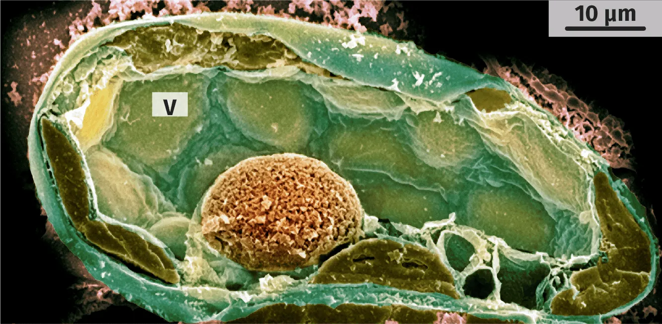 Cellule foliaire végétale observée au microscope électronique à balayage
