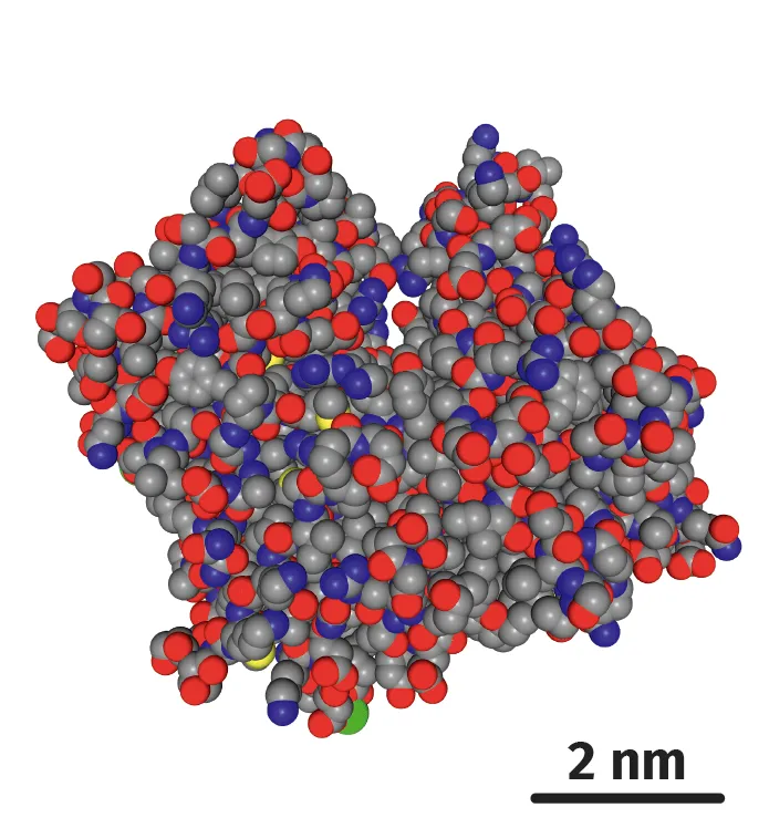 Modèle 3D de la molécule d'actine G visualisé avec le logiciel LibMol