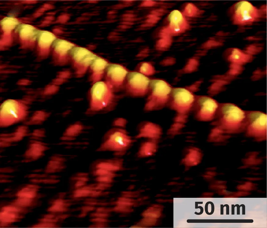 Filaments d'actine observés en microscopie à force atomique