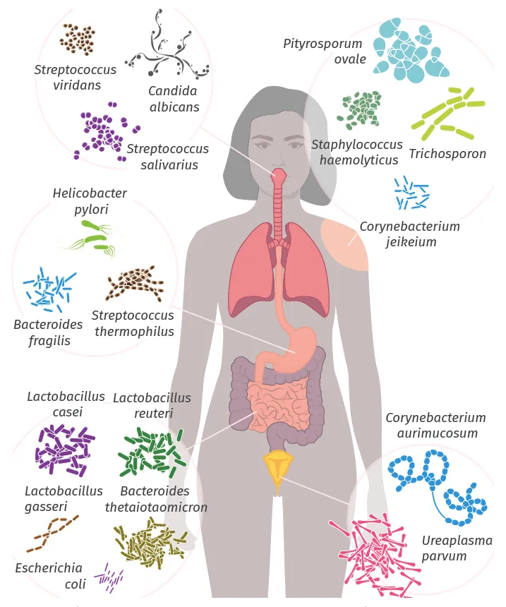 Représentation partielle de la diversité du microbiote humain