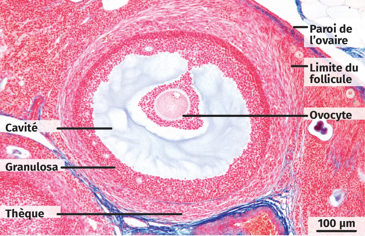 Follicule au stade le plus avancé observé sur une coupe transversale d'ovaire de lapine (microscopie optique).